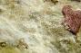 Bryozoa