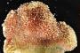 Bryozoa