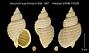 Buccinum eugrammatum