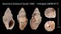 Buccinum funereum