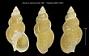 Buccinum niponense