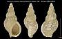 Buccinum ochotense timessum