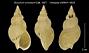 Buccinum simulatum