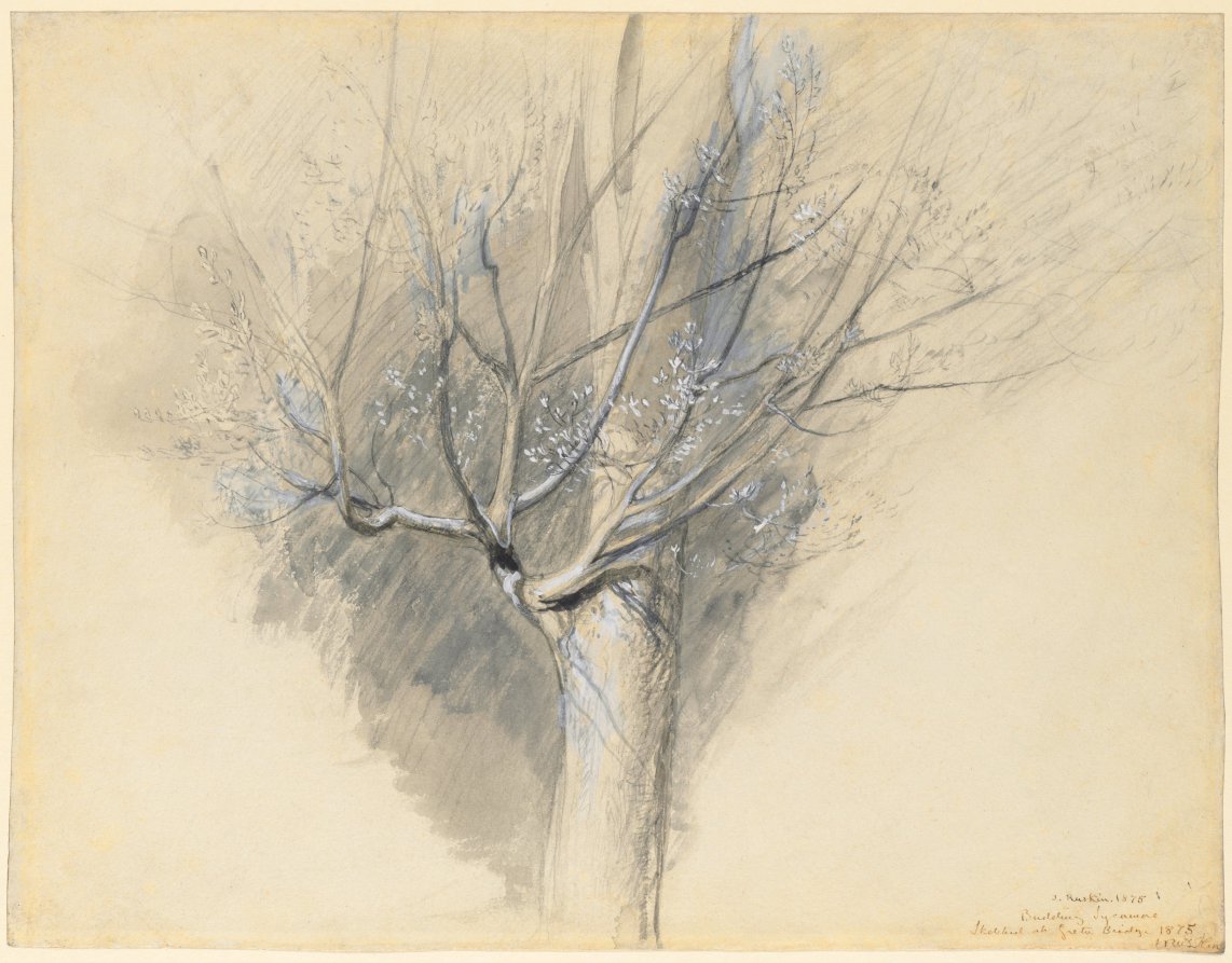 Budding Sycamore