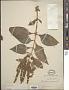 Buddleja americana L.