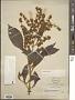 Buddleja americana L.
