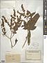 Buddleja americana L.