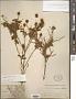 Buddleja aromatica Remy