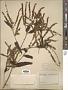 Buddleja asiatica Lour.