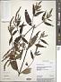 Buddleja asiatica Lour.