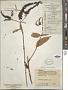 Buddleja asiatica Lour.