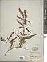 Buddleja asiatica Lour.
