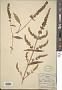 Buddleja asiatica Lour.