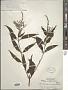 Buddleja asiatica Lour.