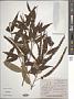 Buddleja asiatica Lour.
