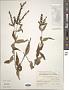 Buddleja asiatica Lour.