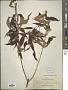 Buddleja asiatica Lour.