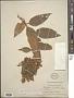 Buddleja cordata Kunth