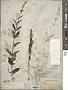 Buddleja racemosa Torr.