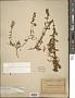 Buddleja scordioides Kunth