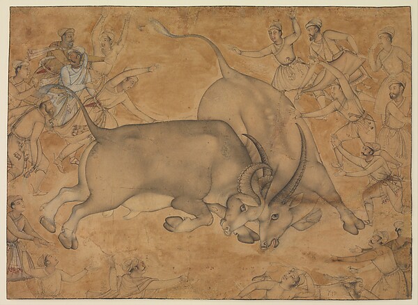 Buffaloes in Combat
