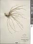 Bufonia multiceps Decne.