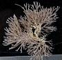 Bugula neritina
