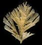 Bugulina sp.