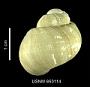 Bulbus benthicolus