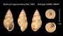 Bulimulus approximatus