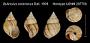 Bulimulus cokerianus