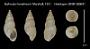 Bulimulus hendersoni