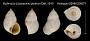 Bulimulus (Lissoacme) ptyalum