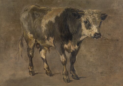 Bull