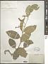 Bunchosia sp.