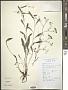 Bupleurum chinense DC.