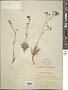 Bupleurum dianthifolium Gussone