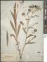 Bupleurum falcatum L.