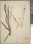 Bupleurum falcatum L.