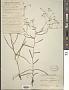 Bupleurum falcatum L.