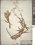 Bupleurum salicifolium R. Br.