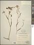 Bupleurum scorzonerifolium Willd.
