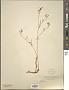 Bupleurum sp.
