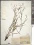 Bupleurum sp.
