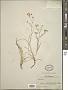 Bupleurum sp.