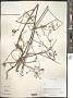 Bupleurum sp.