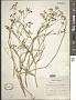 Bupleurum sp.