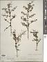 Bursaria spinosa Cav.