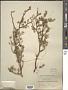 Bursera microphylla A. Gray