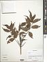 Bursera sp.